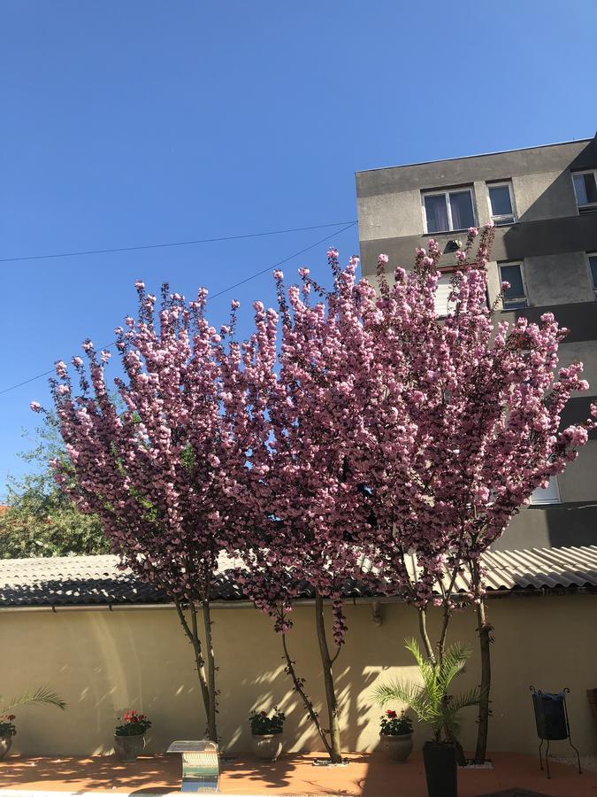 Mosoly Apartman Szeged Esterno foto