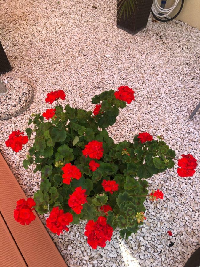 Mosoly Apartman Szeged Esterno foto